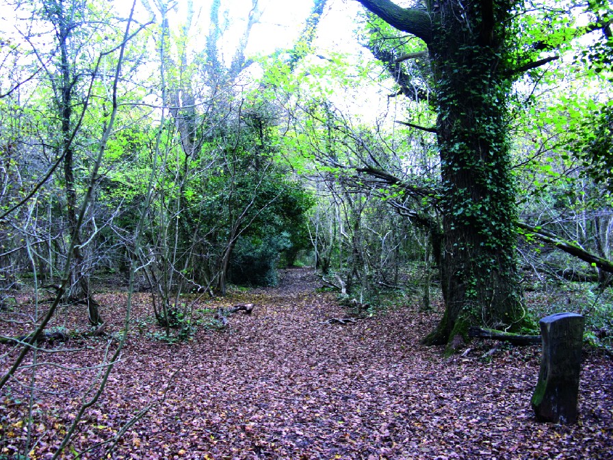 woodland view part way round the walk