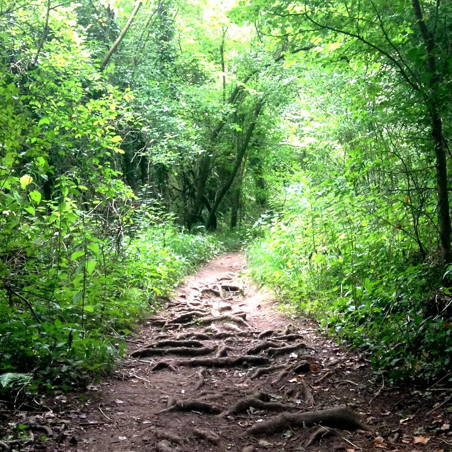 Portishead Woodland Walk