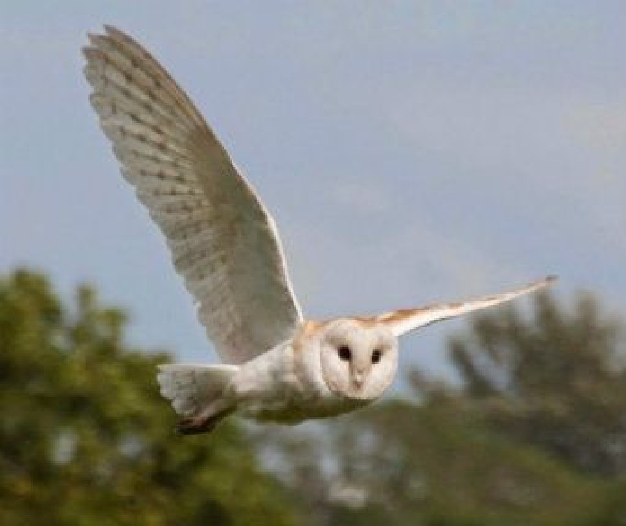 Barn owl fling at dusk