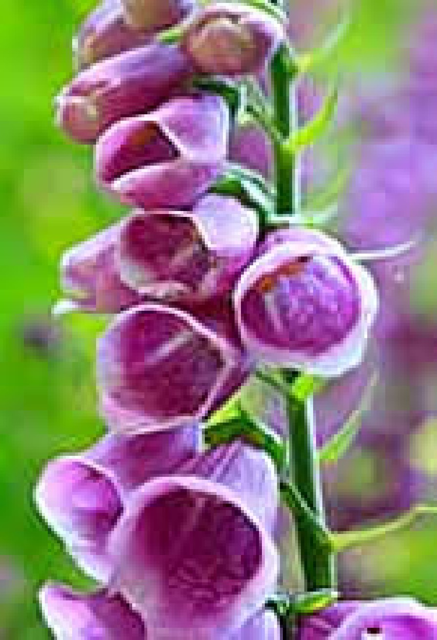 foxglove image from horticultural society website