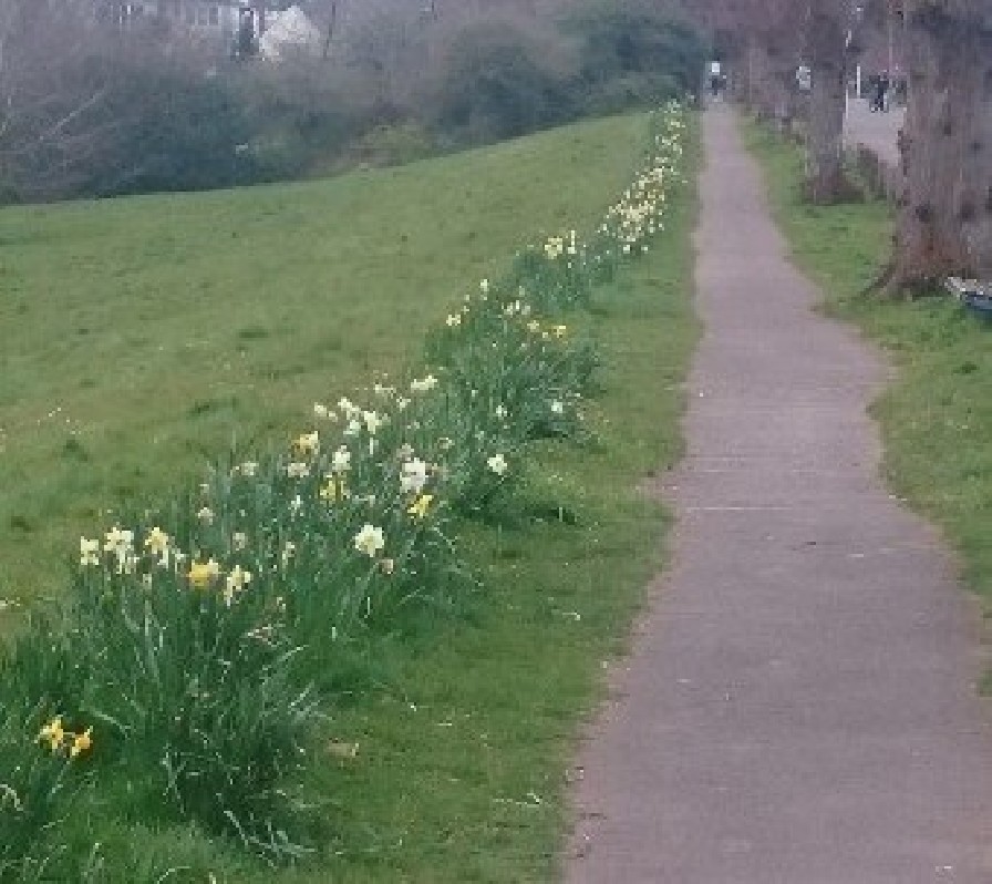 Daffodils on Beach Road West, Spring 2020