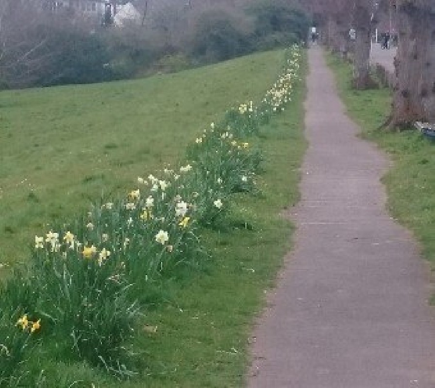 Daffodils on Beach Road West, Portishead