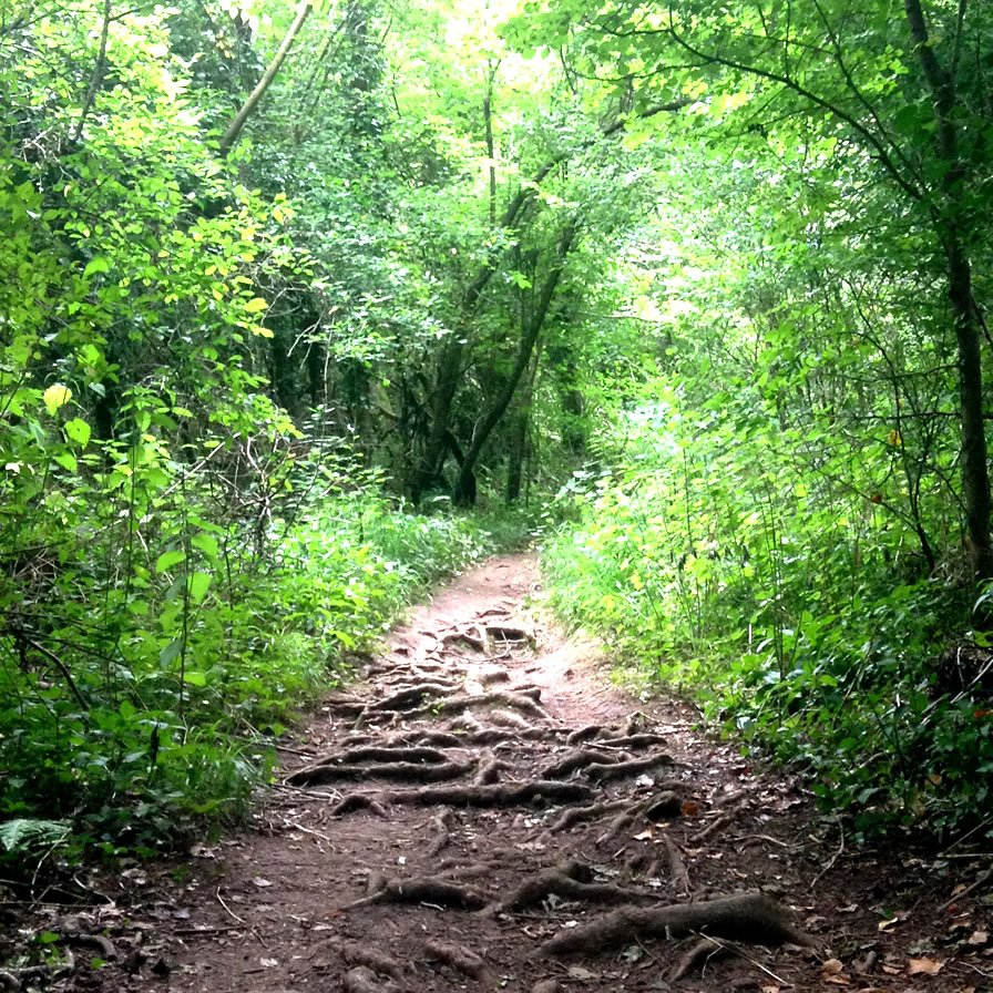 woodland view between portishead and clevedon