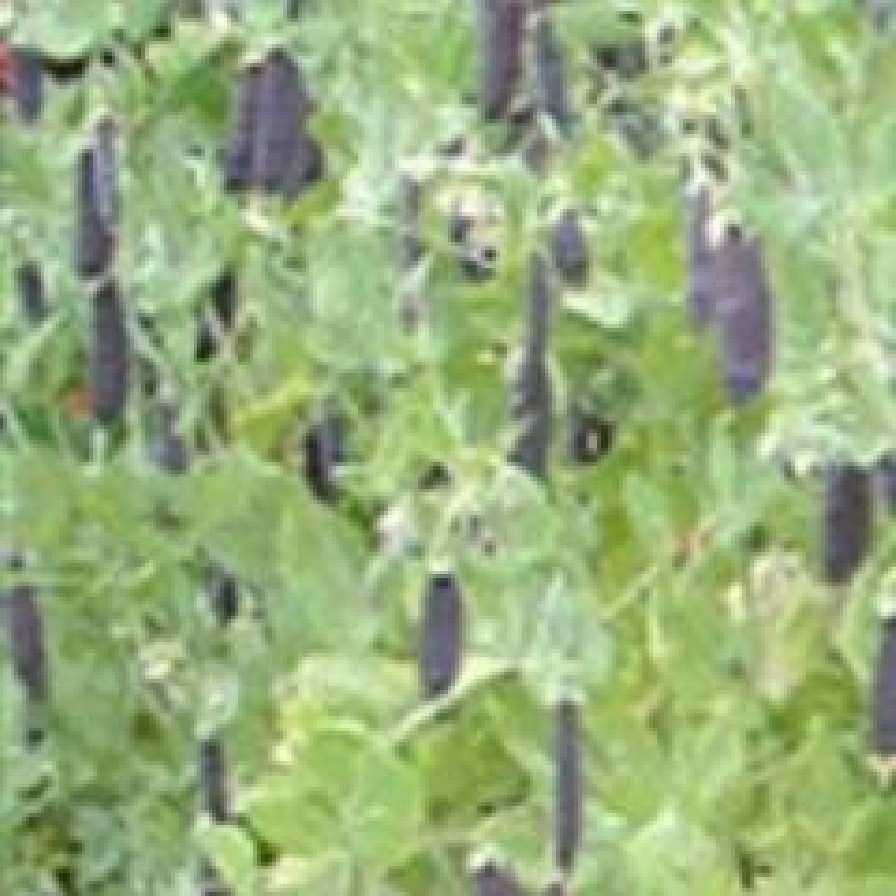 portishead allotments association website home page image